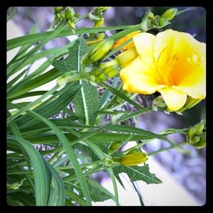 Meet your Posher, Sofia